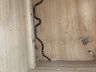 Cobra coral é encontrada dentro de residência na cidade 