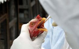 SC declara estado de emergência zoossanitária devido à gripe aviária