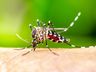 Santa Catarina registra mais de 360 mil casos de dengue em 2024 