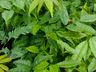 População pode pedir mudas de árvores nativas para plantar, em Guaraciaba