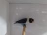 Associação dos Criadores de Aves de Iporã do Oeste realiza 1ª copa de ornitologia