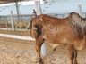 Primeiros animais da Expo Guarujá já desembarcaram nos espaços