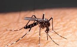 Descanso confirma primeiro caso de chikungunya e se aproxima de epidemia de dengue