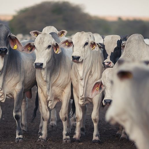 Propriedades recebem certificação de área livre de zoonoses