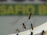 Em epidemia, São José do Cedro registra quase 200 casos confirmados de Dengue