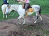 Cavalgada da Chama Crioula reúne mais de 50 cavalarianos