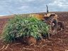 Idoso morre em acidente com maquina agrícola em propriedade em Iporã do Oeste