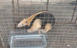 Polícia Ambiental captura animal silvestre que teria sido atacado por cães