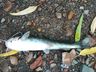Vídeo: Após mortes de peixes, morador denúncia poluição em riacho de SMOeste