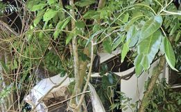 Carro sai da pista e cai em ribanceira de 40 metros na BR-163