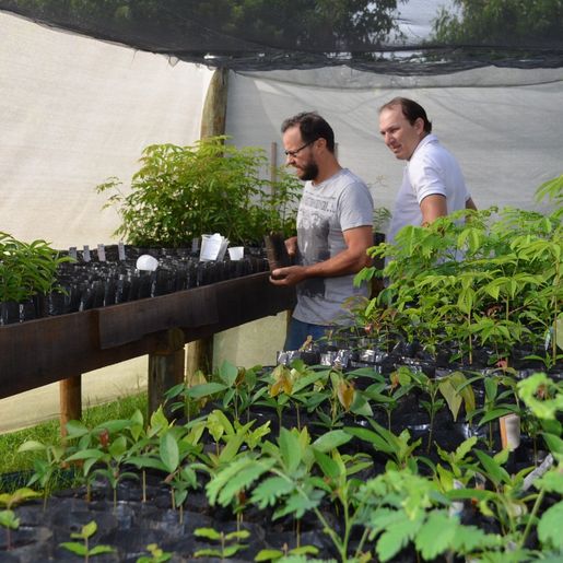 Viveiro de plantas de Guaraciaba tem produzido de 10 a 12 mil mudas por ano