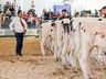 Itaipu Rural Show se encerra neste sábado, 22, fechando os quatro dias da 26ª edição