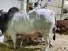 Exposição de animais será destaque na 15ª Efacitus, em Tunápolis