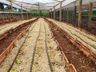 Projeto sobre o cultivo de alface é apresentado em propriedade rural de Mondaí