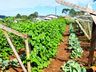 Ex-empresário do ramo frigorífico desempenha atividades com a produção de hortaliças