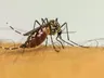 Dengue não tira folga: São José do Cedro mantém vigilância constante