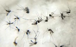 Brasil teve média de um milhão de casos prováveis de dengue por mês