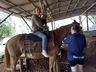 SJCedro oferece sessões de equoterapia para pacientes