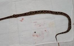 Mulher é picada por cobra venenosa no interior de Bandeirante