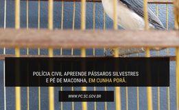 Polícia Civil de Cunha Porã apreende pé de maconha e pássaros silvestres mantidos em cativeiro
