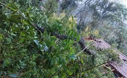 Queda de árvore danifica residência em Itapiranga e mulher sofre ferimentos 