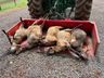 Cães matam ovelhas em propriedade de Guarujá do Sul