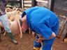Ovino caprinocultura é trabalhada com produtores em Guarujá do Sul