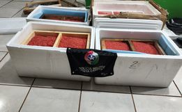 PM apreende carga de ova de salmão contrabandeada entre Campo Erê e Palma Sola
