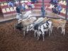 Associação dos Criadores de Bovinos define calendário de eventos para 2023