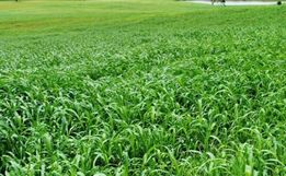 Temperaturas elevadas exigem alternativas para manter qualidade das pastagens