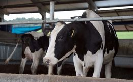 Santa Catarina exigirá rastreabilidade do leite para dar mais segurança ao consumidor
