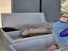 Feira do Peixe acontece nesta quarta e quinta-feira em SMO