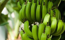 Estudo mostra que comer uma banana verde por dia ajuda a evitar uma série de cânceres