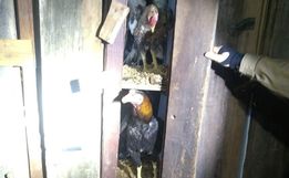 PM flagra mais de cem pessoas em rinha de galo em Chapecó