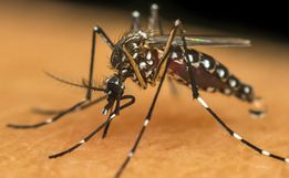 Gerência Regional da Saúde promove ações para eliminar criadouros do Aedes Aegypti