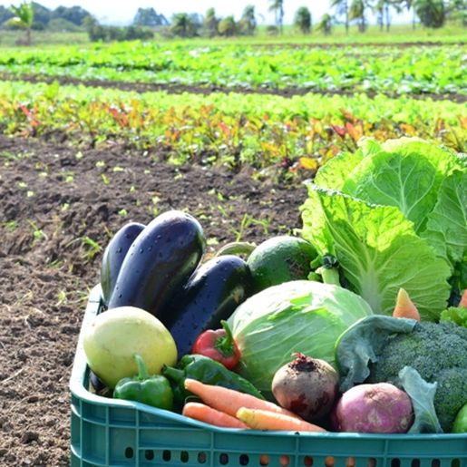 Produção orgânica de hortaliças será tema de encontro em Mondaí