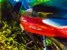Homem morre em acidente de trânsito na BR-163 em São Miguel do Oeste