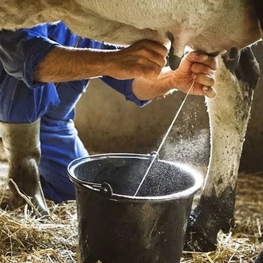 Crise no setor leiteiro em SC é uma das piores da história, alertam entidades 