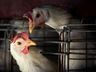 Gripe aviária leva Brasil a decretar emergência zoossanitária