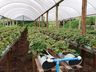 Na capital da fruta, produtores trabalham na sucessão familiar 