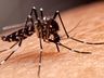 Casos prováveis de dengue caem 92% em SC em comparação com 2024