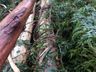 Município de Santa Helena é atingido por tornado de pequeno porte