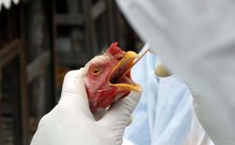 Gripe aviária em ave doméstica de subsistência tem primeiro caso confirmado no Brasil