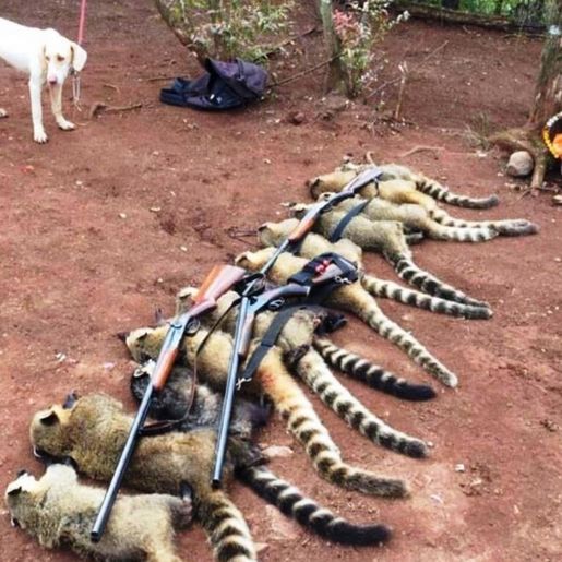 Três pessoas são presas em operação de combate a caça ilegal