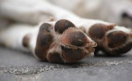 Polícia Civil vai investigar morte de cachorro em “hotel para cães” de SMO