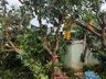 FOTOS: Temporal causa estragos em Palmitos e Caibi 