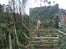 Árvores retorcidas e arrancadas pela raiz: Defesa Civil confirma tornado no Oeste de SC