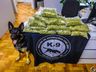 Polícia Civil prende homem com ‘supermaconha’ em Guaraciaba