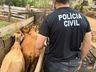 Suspeito de furtar gado no Oeste de SC é preso em flagrante
