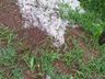 "Talvez terei que acionar o seguro agrícola" relatou agricultora de Palma Sola
